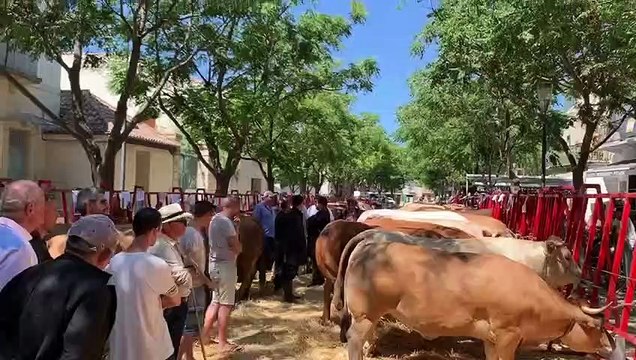 concours du boeuf gras à vic la gardiole 3 aout 2019