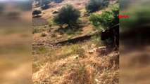 Erzincan kurban bayramı'nda kaçan boğa, yaylada bulundu