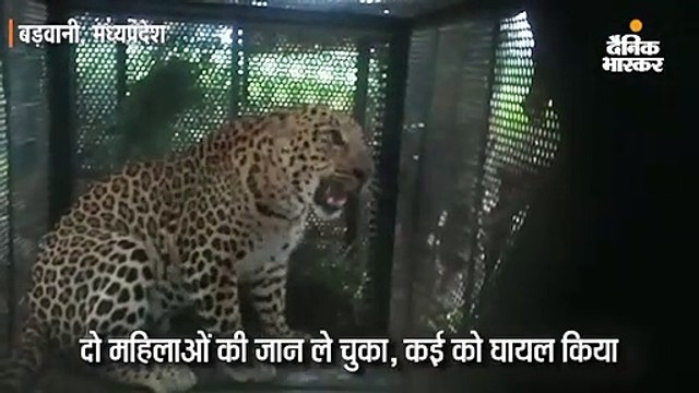 पिंजरे में फंसा आदमखोर तेंदुआ