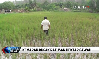 Kemarau Rusak Ratusan Hektar Sawah di Jambi