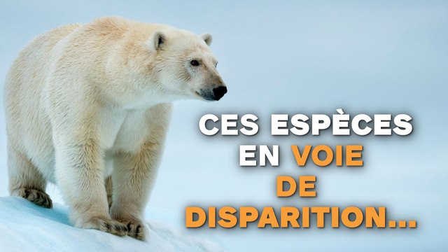 Ces espèces en voie de disparition...