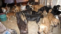 Dorian Kasırgası: Bahamalar'da Bir kadın evini 97 köpeğe açtı
