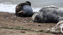 Tragic sight of seals spotted with plastic frisbees around their necks on UK beach