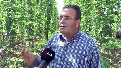 Avrupa'da birçok sektörde kullanılan 'Şerbetçiotu' Türkiye'de keşfedilmeyi bekliyor