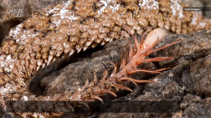 Nightmarish Snake Has a Spider for a Tail to Lure Prey - video