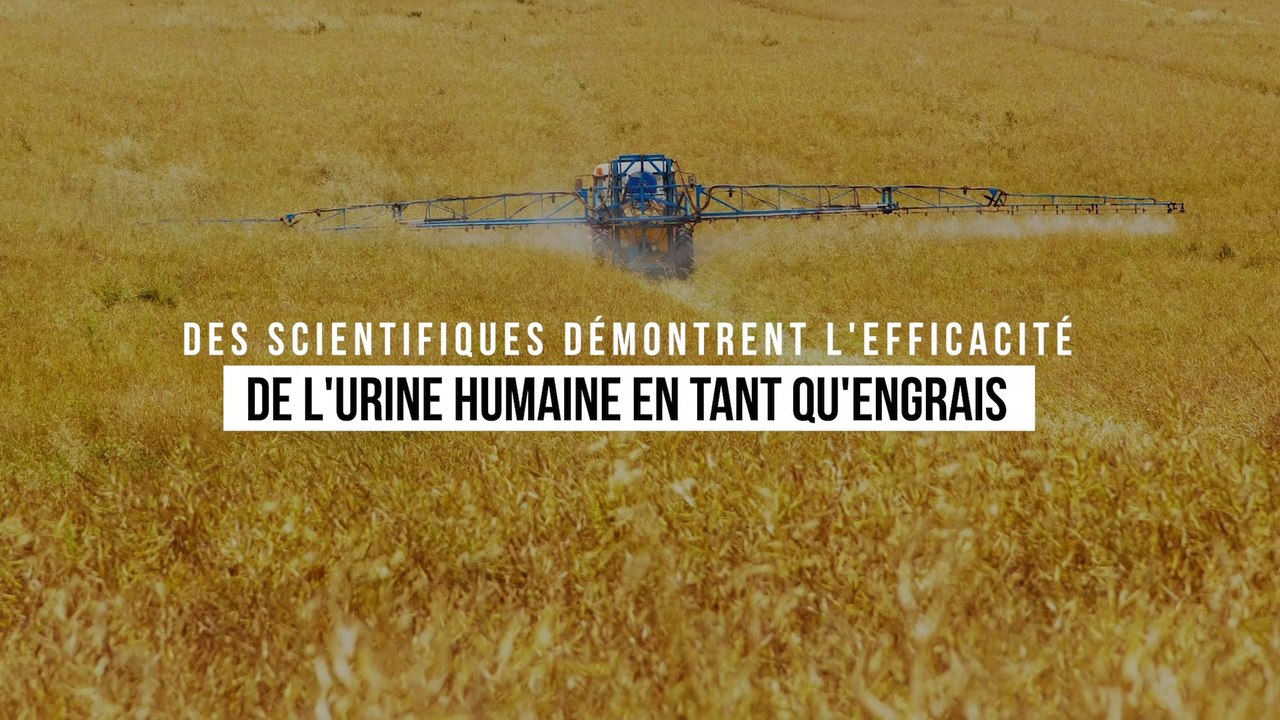 Des scientifiques démontrent l'efficacité de l'urine humaine en tant qu'engrais