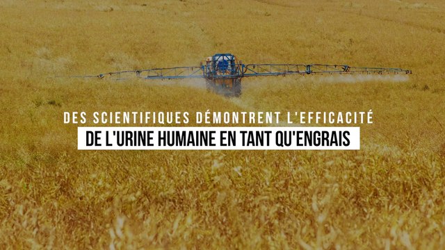 Des scientifiques démontrent l'efficacité de l'urine humaine en tant qu'engrais