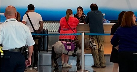 Aux États-Unis, une femme a pris l'avion en compagnie de son cheval miniature d'assistance