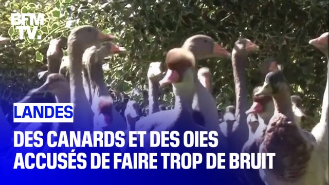 Après le coq Maurice, des canards et des oies accusés de faire trop de bruit dans les Landes