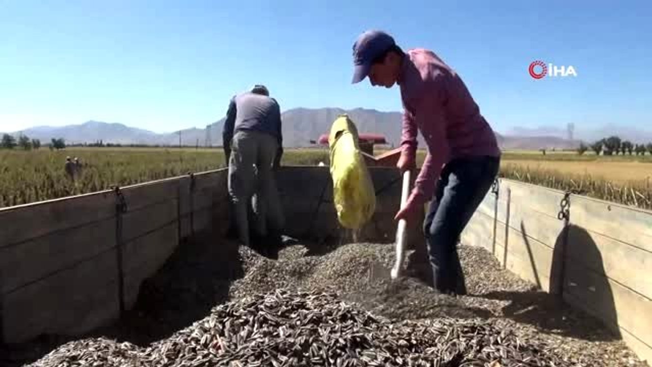 Elbistan'da Çin çekirdeği hasadı başladı