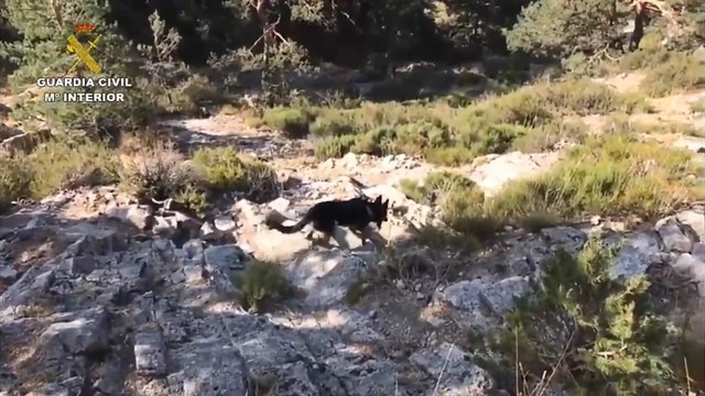 Perros colaboran en la búsqueda de Blanca Fernández Ochoa