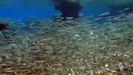 أفواج من الأسماك تسبح في المياه القبرصية