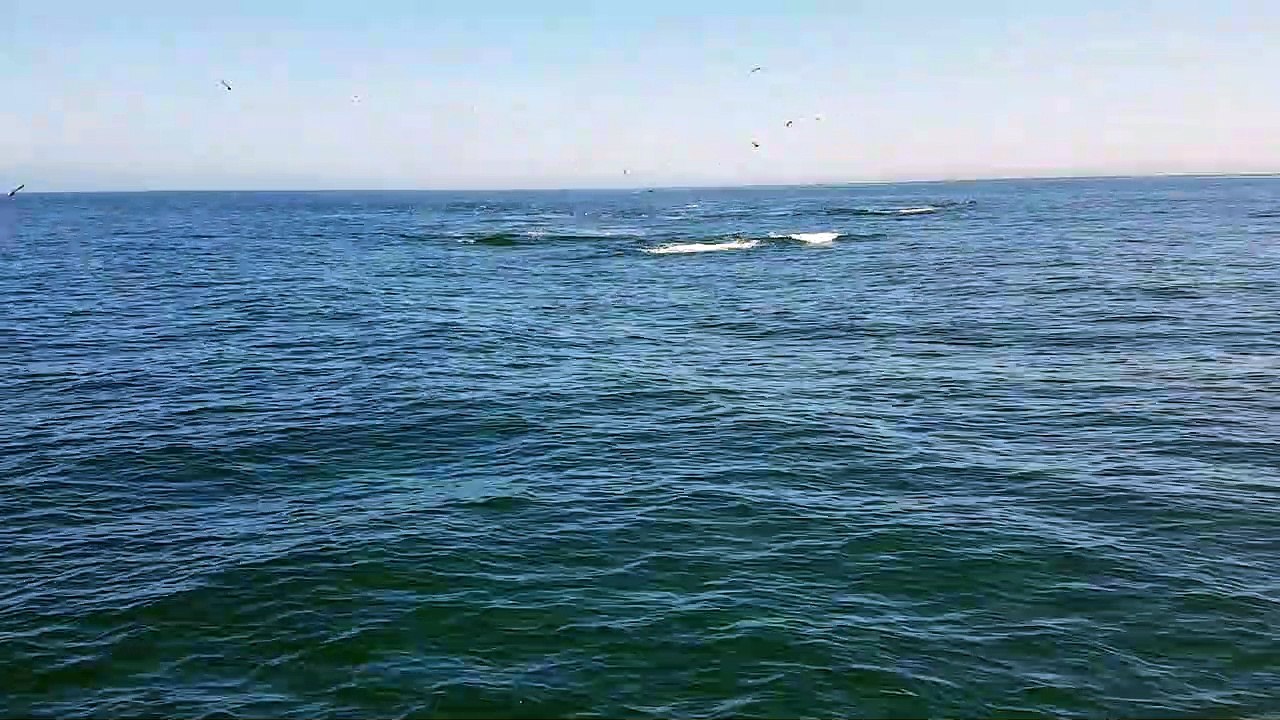 Whales 01