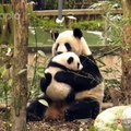 Bébé Panda demande un câlin à sa maman. Superbe moment de complicité !