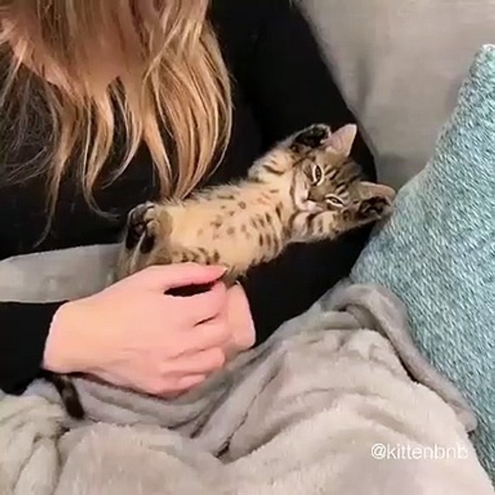 Winnie, la petite chatte a l'air très relaxée dans les bras de sa maman