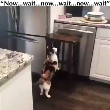 Quand un chat peureux essaie sauter du banc, voici ce qui arrive !