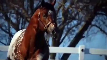Incroyable! La coloration de ce cheval est superbe. Regardez !