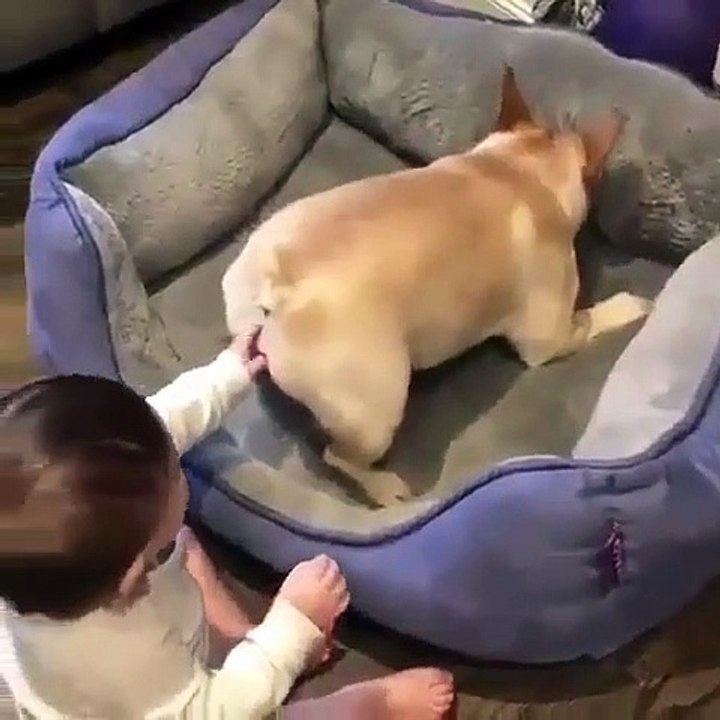 Ce french bulldog n'aime pas que le bébé touche son derrière. Hilarant !