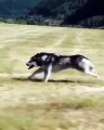Ce chien-loup est extrêmement très rapide. Admirez sa performance !