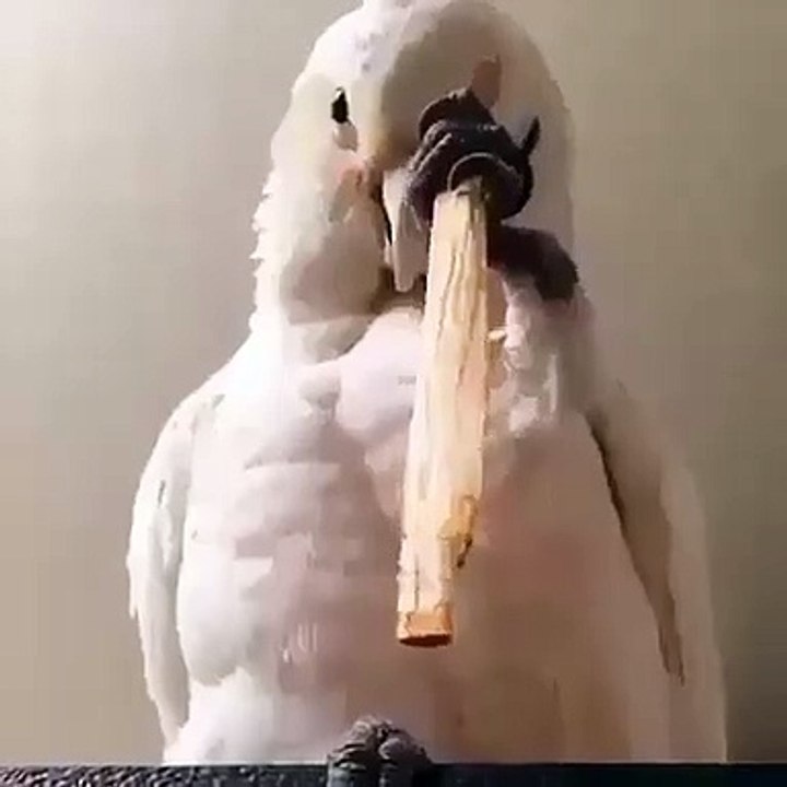 Lorsqu'une perruche se brosse les dents avec un cure dent en bois. Adorable !
