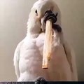 Lorsqu'une perruche se brosse les dents avec un cure dent en bois. Adorable !