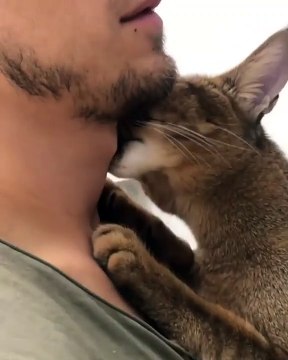 Quand un chaton essaie de trouver du lait dans le cou de son maître. Trop chou !