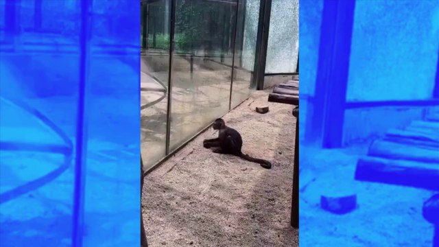 VIDÉO ce singe malin se sert d’une pierre pour briser la vitre de son enclos