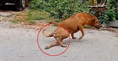 ആളെ പറ്റിക്കാന്‍ നായയുടെ വേറെ ലെവല്‍ അഭിനയം | Oneindia Malayalam