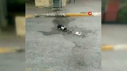 Yol ortasındaki kedinin su içmesini bekleyen sürücüden örnek davranış