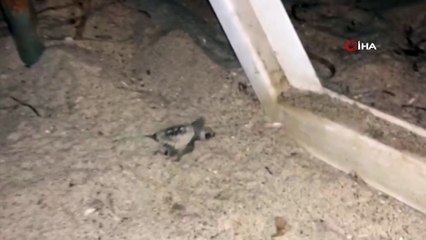 Şezlongların arasından çıkan yavru caretta carettalar şaşırttı