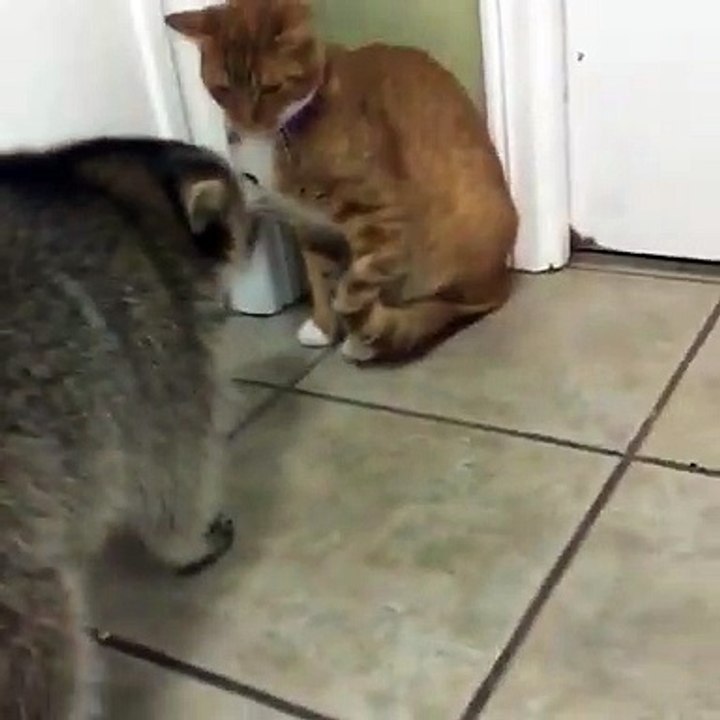 Ce raton-laveur est très affectueux avec les autres animaux. Adorable !