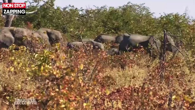 Enquête Exclusive : Bernard de la Villardière et son équipe chargés par des éléphants (Vidéo)