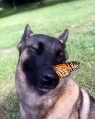 La plus douce scène que vous verrez aujourd'hui. A voir !