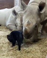 Ces rhinocéros adorent jouer avec cette chatte. Adorable !
