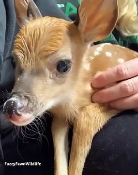 Ce bébé faon apprend à marcher d'une façon unique. A voir !