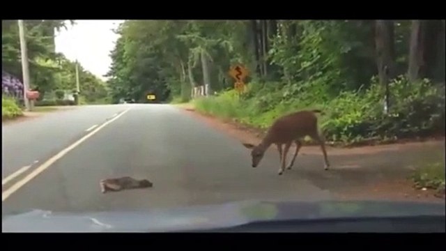 Quand une biche vient au secours de son faon terrorisé au milieu d’une route