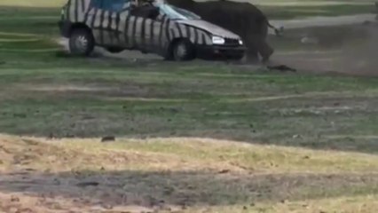Les images impressionnantes de ce rhinocéros qui renverse la voiture de la gardienne du zoo font le tour du web