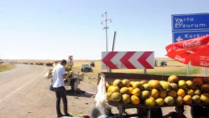 Balotu kavunu tezgahlarda yerini aldı - MUŞ