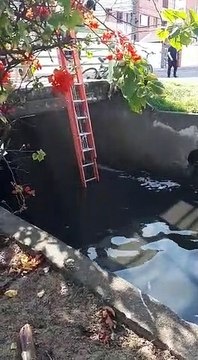 Cachorro é resgatado de valão pelo Corpo de Bombeiros em Vila Velha