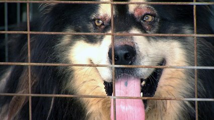 20대 여성 공격한 개, 지난해에도 사람 물어 / YTN