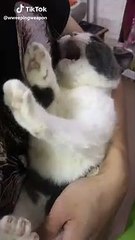 Un chat capricieux s'agite en miaulant violemment pour avoir un petit morceau de friandise.