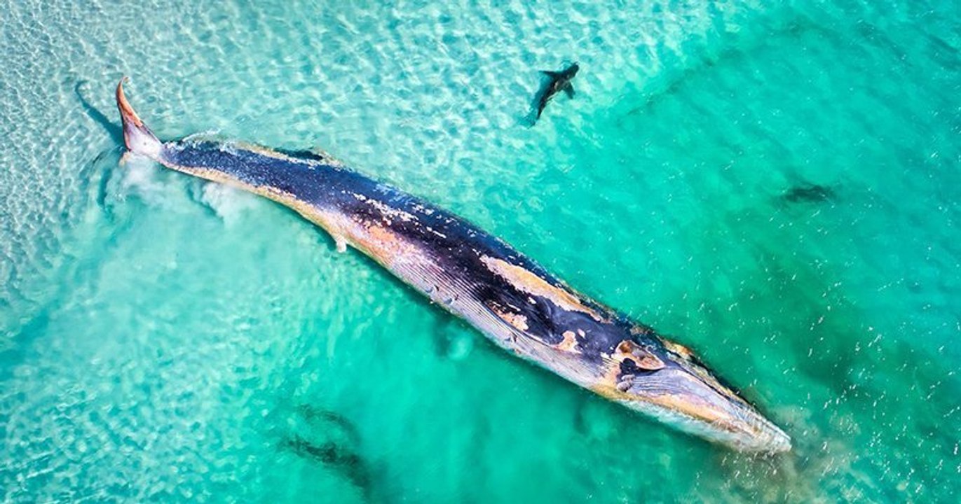 Voici les résultats d'un concours qui récompense les plus belles photos venant d'Océanie