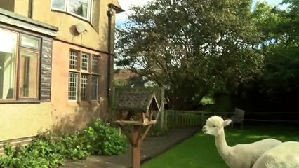 Quirky Alpacas
