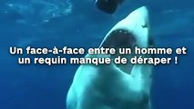 Un face-à-face entre un homme et  un requin manque de déraper !
