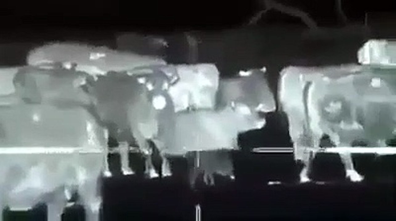 شاهد .. راعي ابقار يصطاد الذئاب والضباع ليلا بواسطة قناص حراري بعد ان هاجمو ابقاره