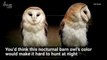 Barn Owls Stun Their Prey By Reflecting Moonlight