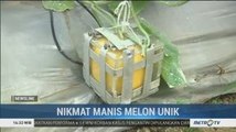 Nikmat Manis Melon Unik