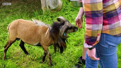 BBC cameraman smacked in the nuts by an angry sheep  - BBC