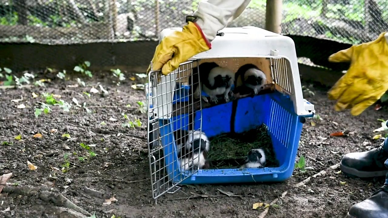 Domesticated wild animals, a threat to Colombia's wildlife