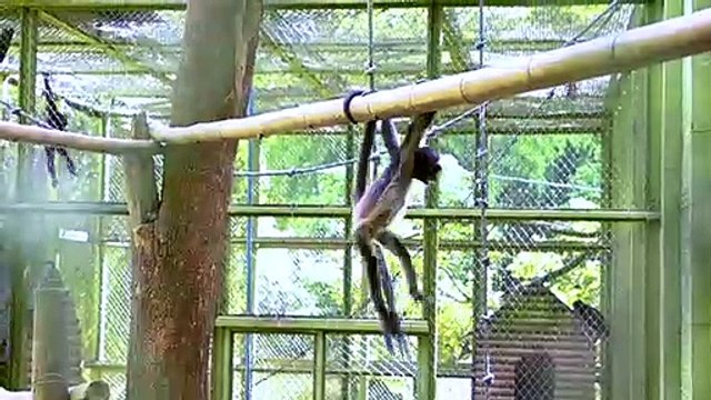 Animales silvestres como mascotas, amenaza para la fauna en Colombia
